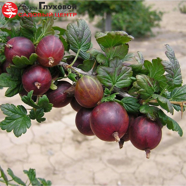 Крыжовник Командор
