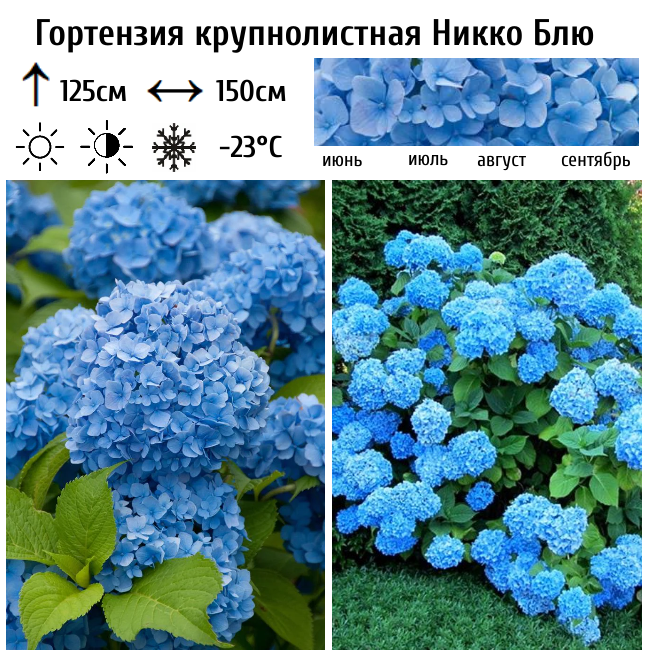 Гортензия крупнолистная Никко Блю
