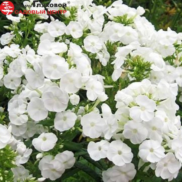 Флокс метельчатый Даниэль