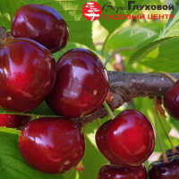 Ассортимент вишнёвых деревьев