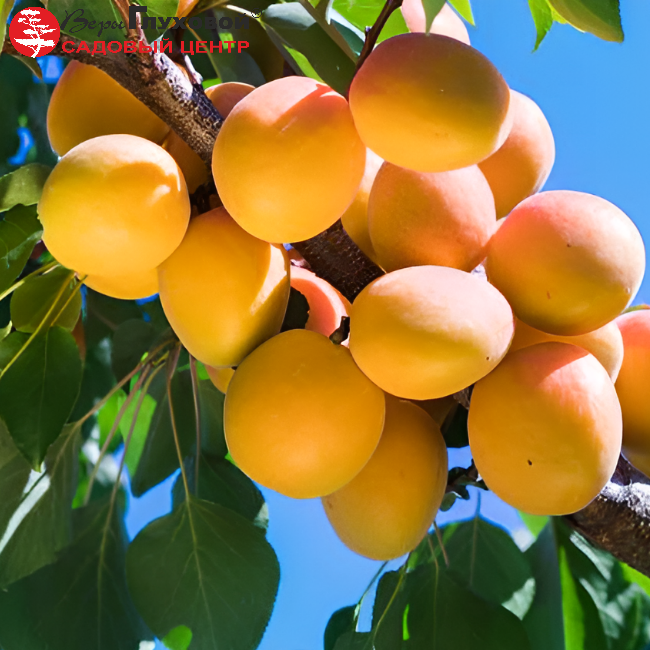 Абрикос Погремок