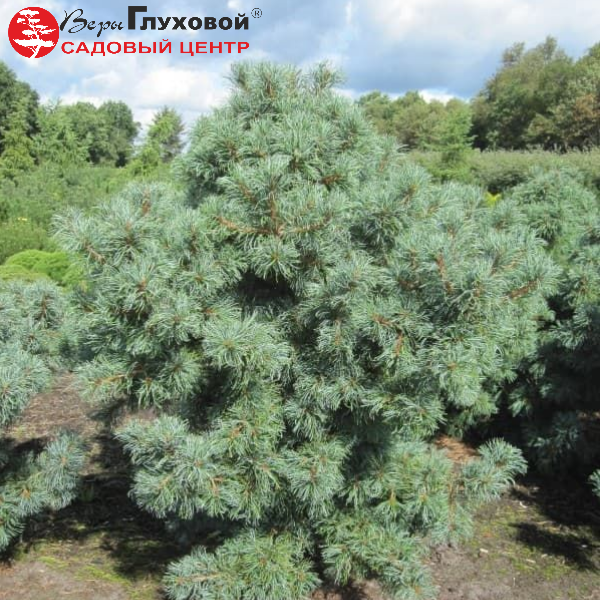 Основное изображение товара