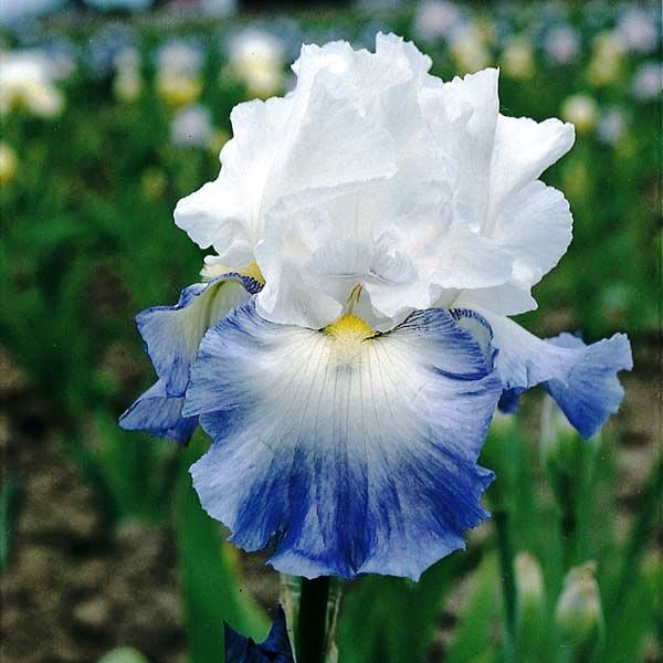 Элитные сорта ирисов Элитные сорта ирисов