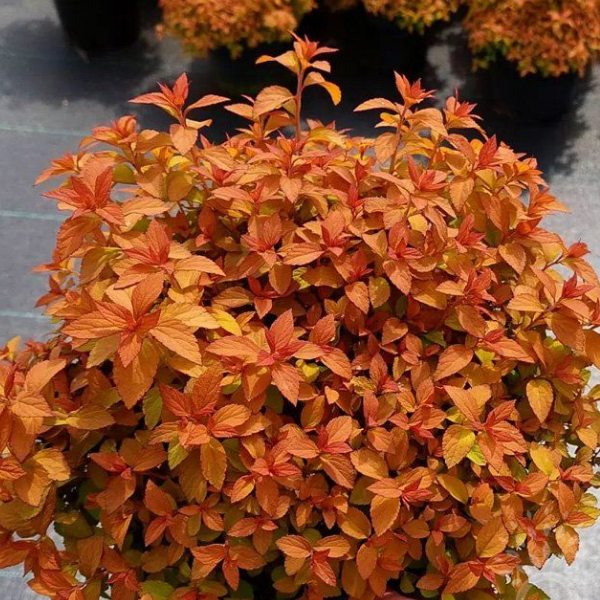 Основное изображение товара