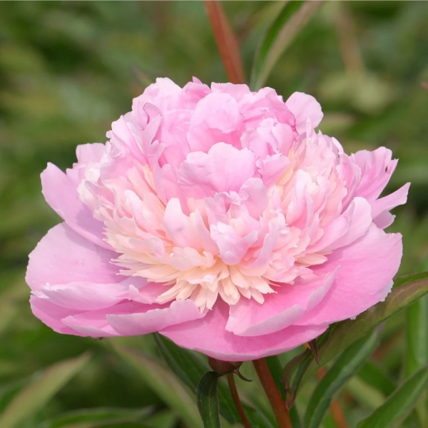 Основное изображение товара