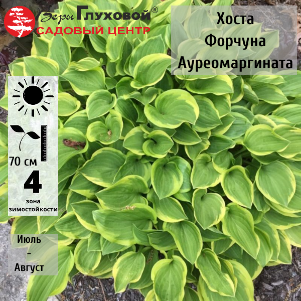 Основное изображение товара