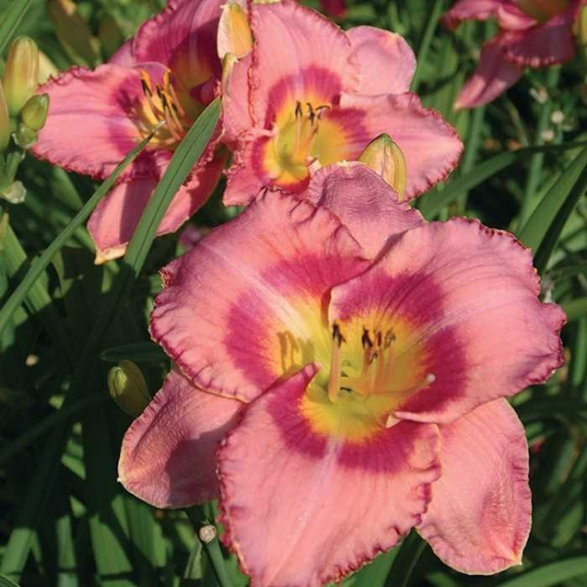 Основное изображение товара