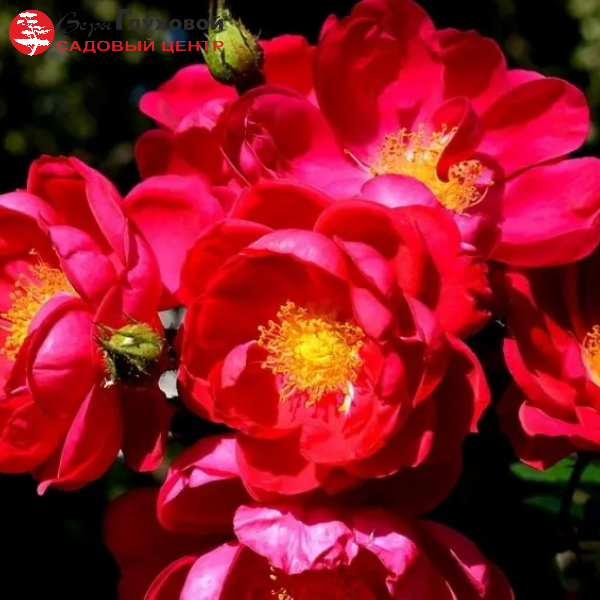 Основное изображение товара