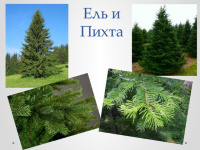 Ели и пихты в ассортименте со скидкой 50%