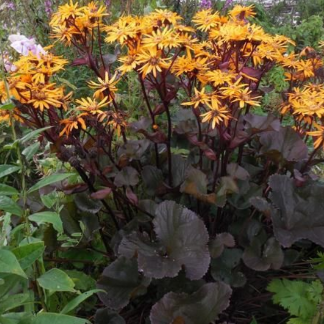 Основное изображение товара