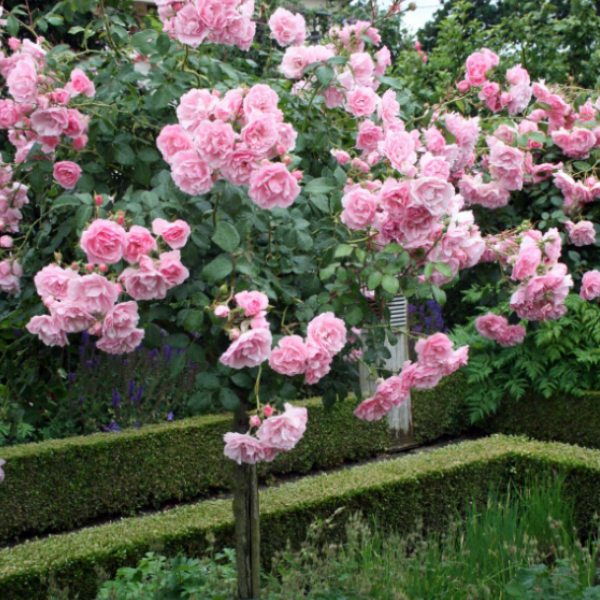 Основное изображение товара