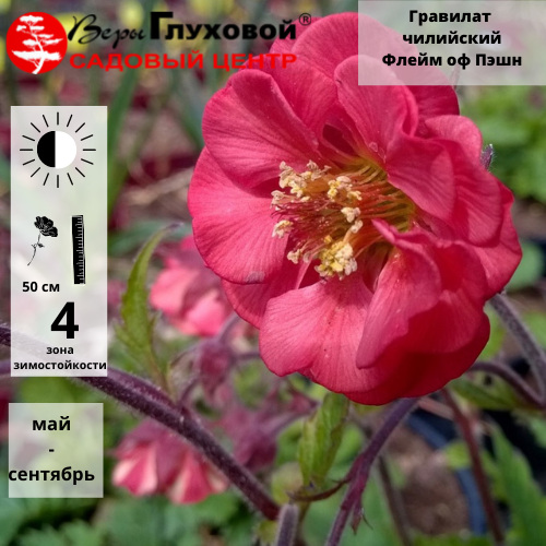 Основное изображение товара