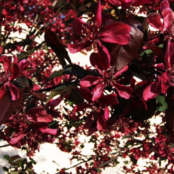 Основное изображение товара