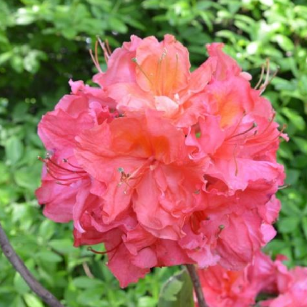 Основное изображение товара