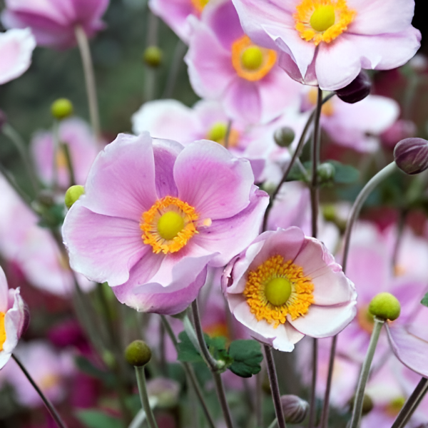 Основное изображение товара