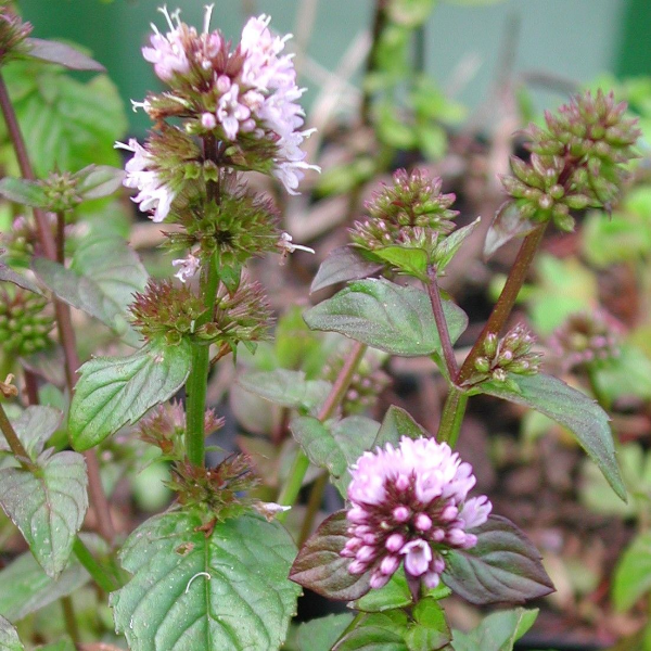 Основное изображение товара