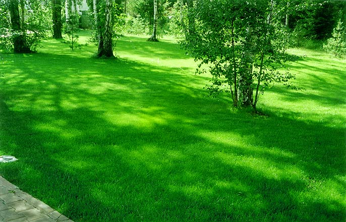 Зелёный газон Газон