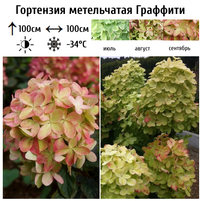 Гортензия метельчатая Граффити