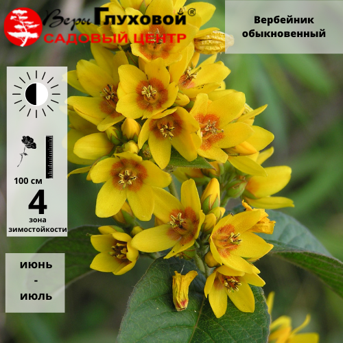 Основное изображение товара