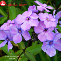 Флокс метельчатый Blue Boy