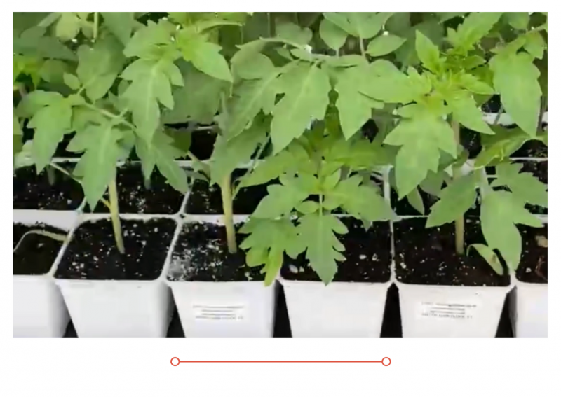 В продажу поступила рассада овощных культур