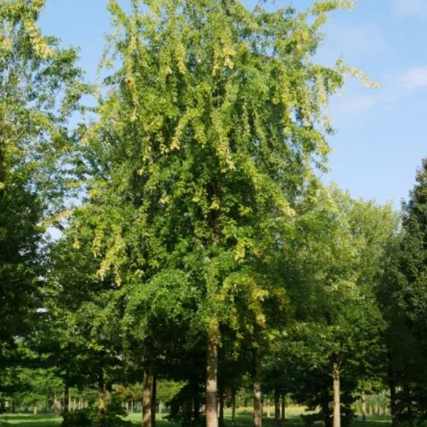 Клен серебристый Лациниатум Виери