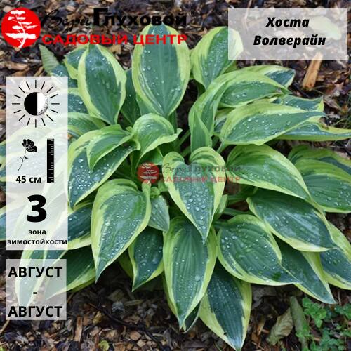 Основное изображение товара