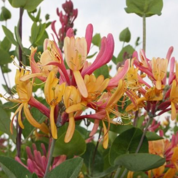 Основное изображение товара