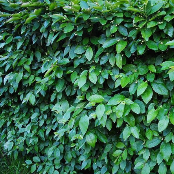 Кизильник блестящий - Cotoneaster lucidus