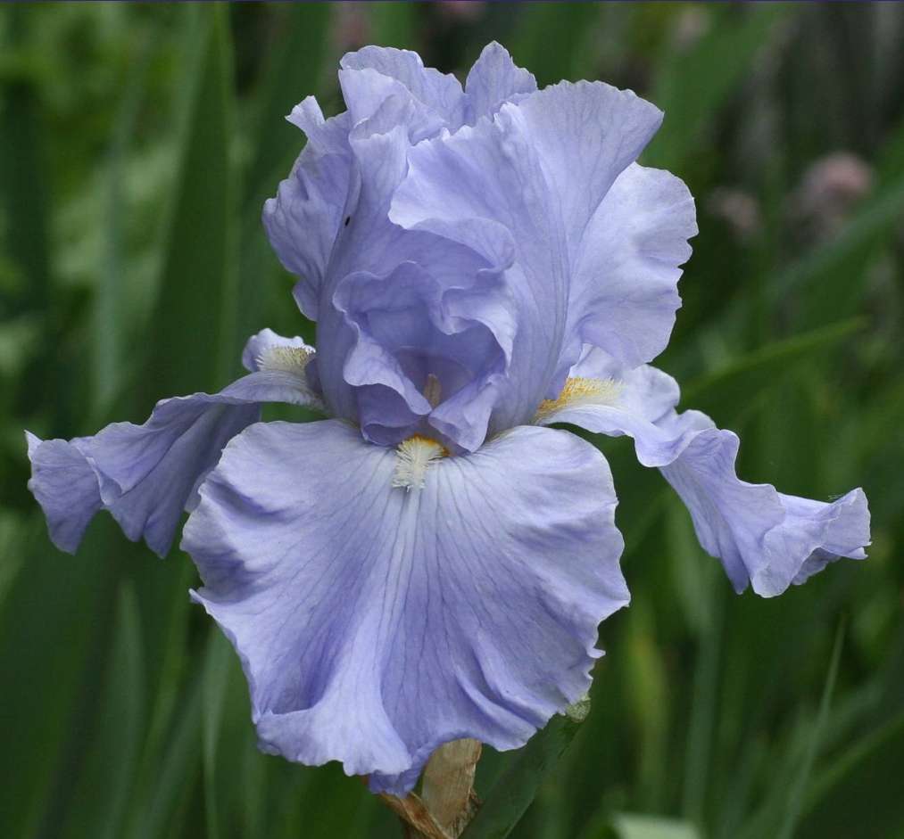 Ирис Above The Clouds Ирис Above The Clouds