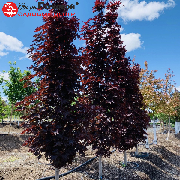Основное изображение товара