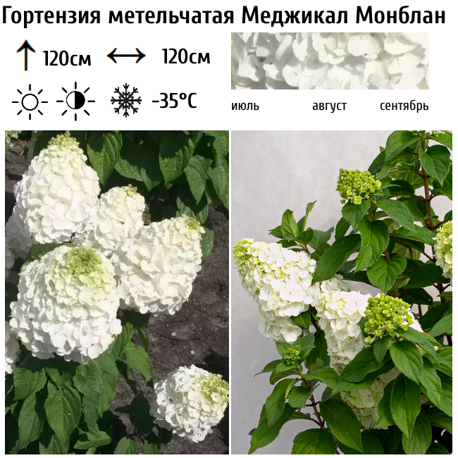 Гортензия метельчатая Меджикал Монблан