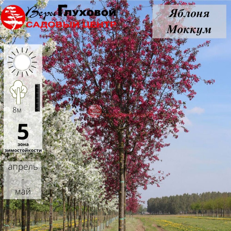 Яблоня Мокум