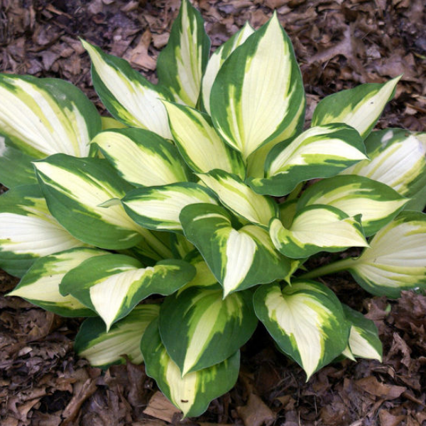 Основное изображение товара