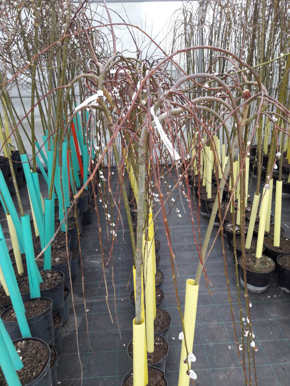 Сезон посадок 2018 Сезон посадок 2018