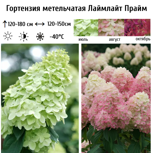 Основное изображение товара