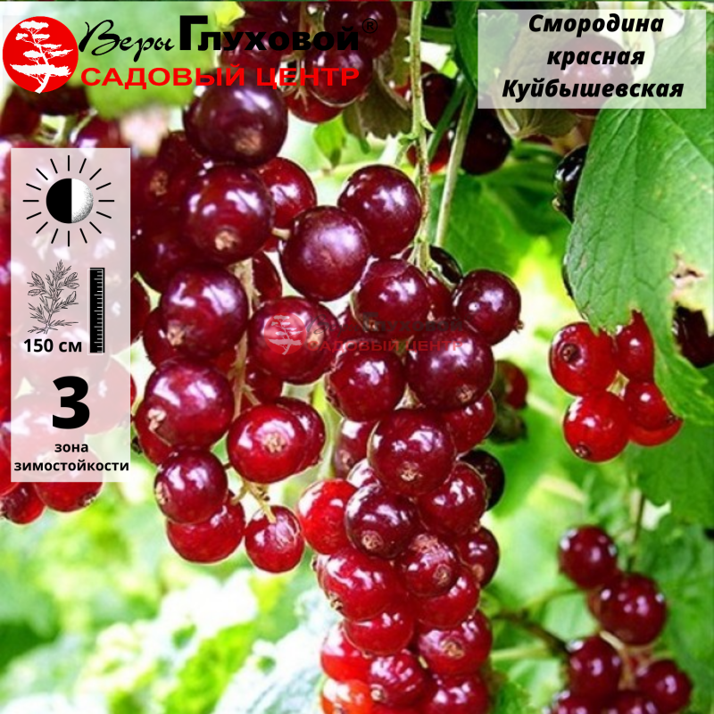 Смородина красная Куйбышевская