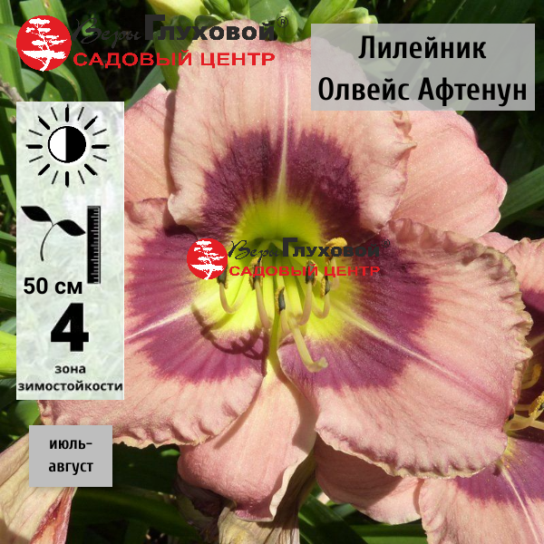 Основное изображение товара