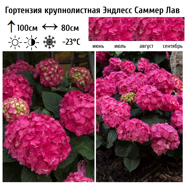 Основное изображение товара