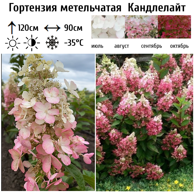Основное изображение товара