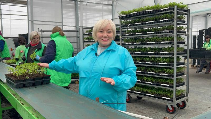 Посадить 50 000  саженцев в контейнеры Р9 за сутки