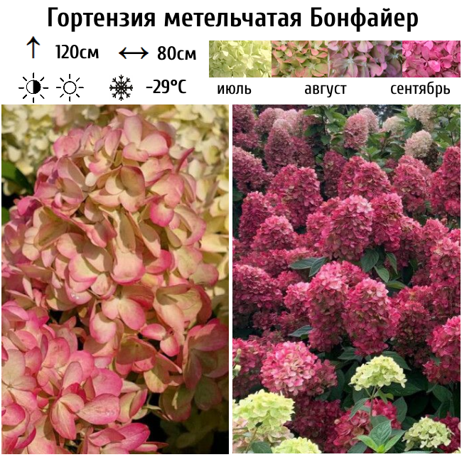 Основное изображение товара