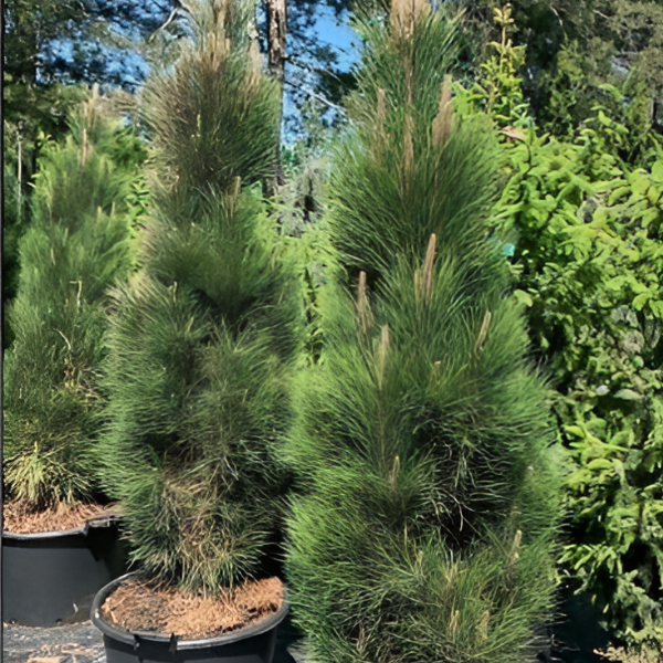 Основное изображение товара