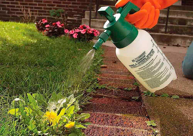 Эффективные средства борьбы с сорняками Эффективные средства борьбы с сорняками