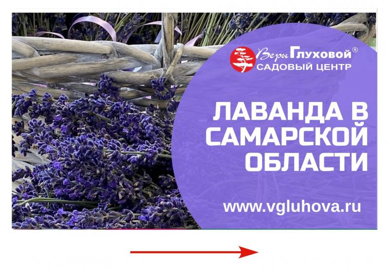 В продаже букетики лаванды от 100 руб.