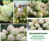 Гортензии, которые мы сажали к ЧМ 2018