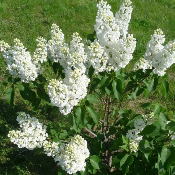 Основное изображение товара