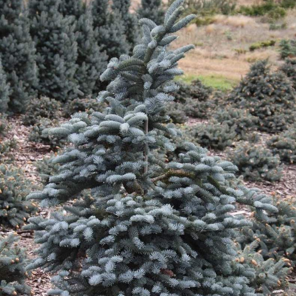 Пихта высокорослая Глаука