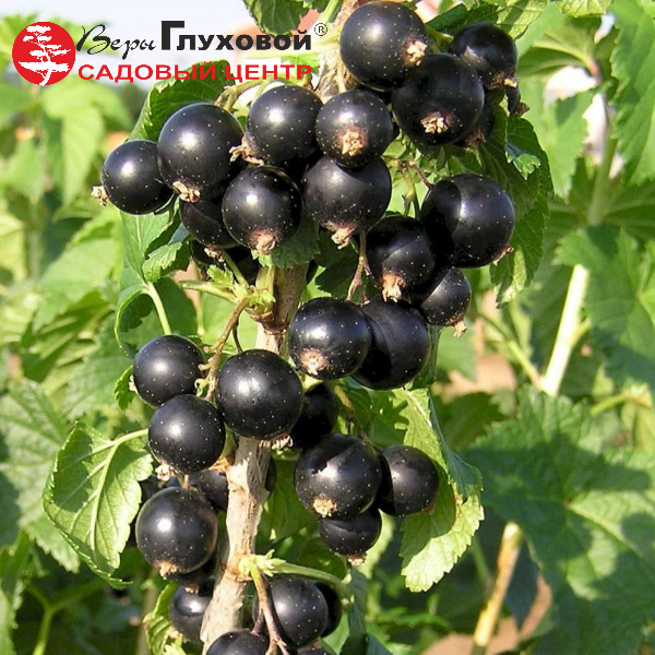 Основное изображение товара