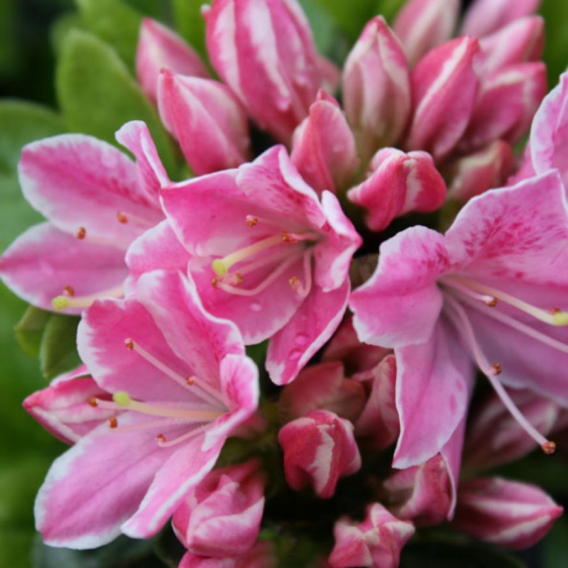 Основное изображение товара